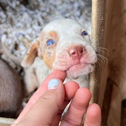 Boy 1 - Red merle male Catahoula Leopard Dog puppy in Palestine, Texas from Hidden Creek Catahoulas