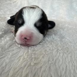 Rafiki - Black and tan male Pembroke Welsh Corgi puppy in Washington from KB Corgis