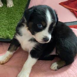 Australian Shepherd Puppies from Kent island Aussies