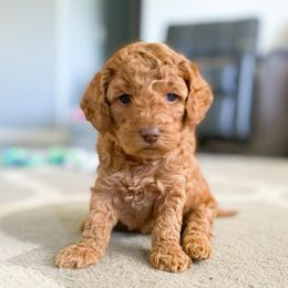 Goldendoodle Puppies from Mumzee Doodles