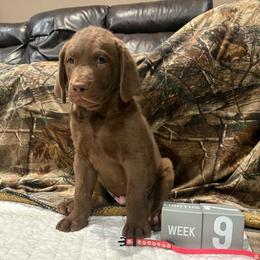 Pink Dot - Brown male Chesapeake Bay Retriever puppy in Wisconsin Dells, Wisconsin from Kilbourn Chesapeakes