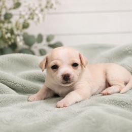 Chihuahua Puppies from Music City Chi’s