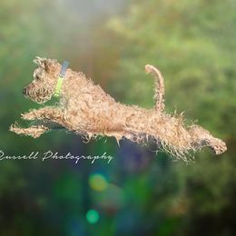 Scuba Steve - Soft Coated Wheaten Terrier