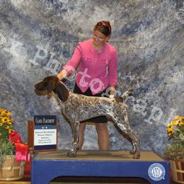 German Shorthaired Pointer All Grown Up from Windward German Shorthaired Pointers