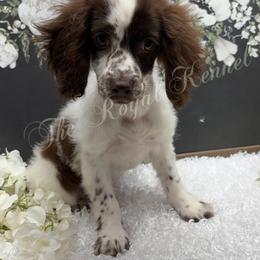 Chesney - Brown and white female Cockapoo puppy in West Plains, Missouri from The Royal Kennel