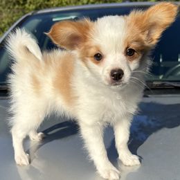 Daisy - female Companion Cross puppy in Rocky Top, Tennessee from WayMakers Papillons, Poodles & Papipoms