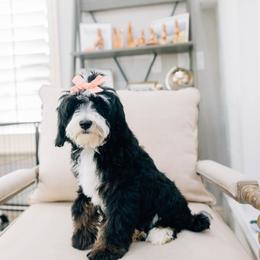Sky - Tri-color female Bernedoodle puppy in Murray, Utah from Sun Valley Doodles