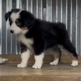 Havana 2 blue eyes - Black tri female Miniature American Shepherd puppy in Franklinville, North Carolina from Fine Hill Miniature Americans