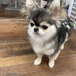 Handsome - Chihuahua