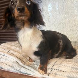 Zeva - Dachshund