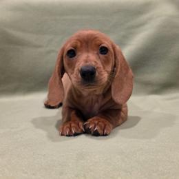 Khloe - Red female Dachshund puppy in Tower City, Pennsylvania from Stoney Mountain Mini Doxies