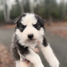3 - Black and white male Siberian Husky puppy in Solon Springs, Wisconsin from Snowfall Siberians