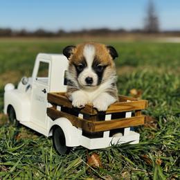 Stuffing - Sable male Pembroke Welsh Corgi puppy in Sheldon, Missouri from Clearsky Corgis