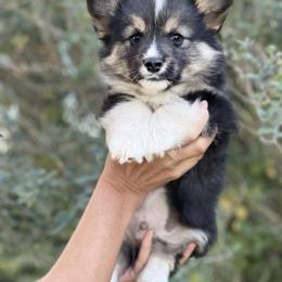 Pembroke Welsh Corgi Puppies from Mendoza Welsh Corgi’s
