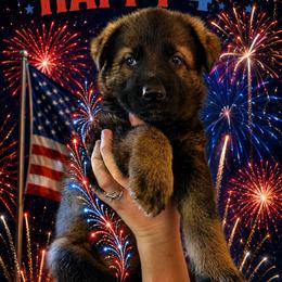 Veronica - Sable female German Shepherd puppy in Winterport, Maine from Vom Stevens Old Fashioned German Shepherds