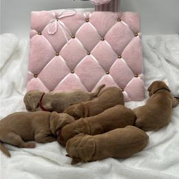 Pink - Yellow female Labrador Retriever puppy in Heath Springs, South Carolina from Rich Hill Retrievers