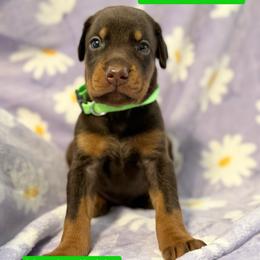 Green Collar - Red and rust male Doberman Pinscher puppy in Lake City, Florida from Paintedcrazy Doberman Pinchers