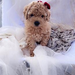 Goldendoodle, Maltipoo, and Poodle Puppies from Winchester Hills Poodles and Doodles
