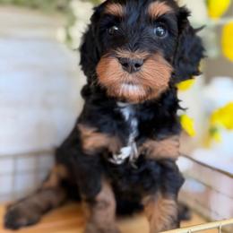 Lacey - Tri-color female Cavapoo puppy in Yuciapa, California from AlltheDoodlez_