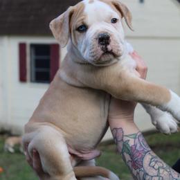 Pez - male Alapaha Blue Blood Bulldog puppy in Hudson, New Hampshire from WICKED Alapaha Kennel