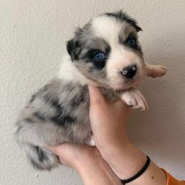 Emerald - Blue merle female Australian Shepherd puppy in Weeki Wachee, Florida from Ace of Spades Australian Shepherds
