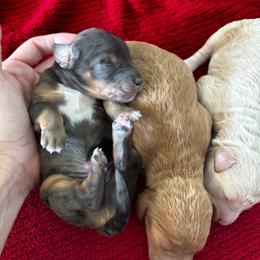 Boy - Merle male Goldendoodle puppy in Lake City, Florida from North Florida Poodles and Doodles