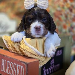 Sage - Liver white and tan female English Springer Spaniel puppy in Cookeville, Tennessee from Krossroads Kennel