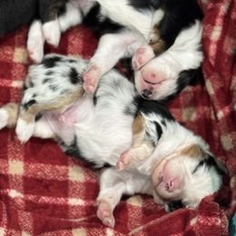 Miniature American Shepherd Puppies from Cashecho Kennel