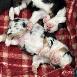 Miniature American Shepherd Puppies from Cashecho Kennel