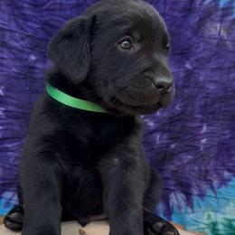 Brownie - Black male Labrador Retriever puppy in Marietta, South Carolina from Trust in the Lord Labradors