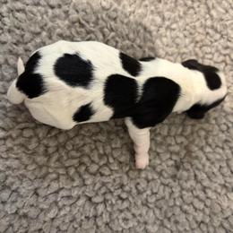 Girl 1 - Tri-color female Cavapoo puppy in Awendaw, South Carolina from LierChonPoo
