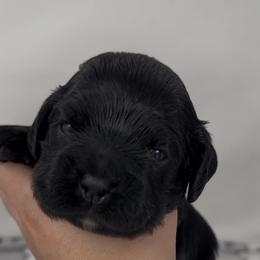 Bravery - Black male Cocker Spaniel puppy in Cincinnati, Ohio from Abundance of Joy LLC Cocker Spaniels