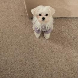 Maltese, Maltipoo, and Morkie All Grown Up from Angie's Puppies