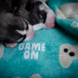 Siberian Husky Puppies from Ivie Huskies