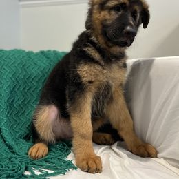 German Shepherd Puppies from Zwinger vom Schneider Wald