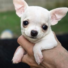 Bitty - Fawn and white female Chihuahua puppy in Indianapolis, Indiana from London Rouge Chihuahuas