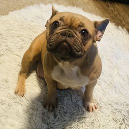 Chanel - French Bulldog