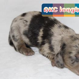 Salem - Dapple male Dachshund puppy in Powderly, Texas from Kuttin’ Up Mini Aussies