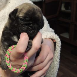 Girl 1 - female Pug puppy in Salem, Oregon from Loda's Pugs