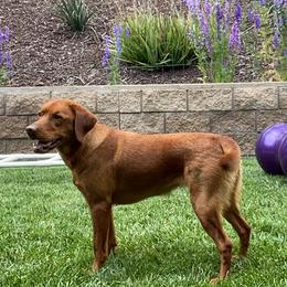 Labrador Retrievers from Vital K9 Conditioning LLC