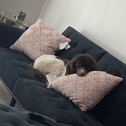 Poodles from Paw Perfect Pups LLC