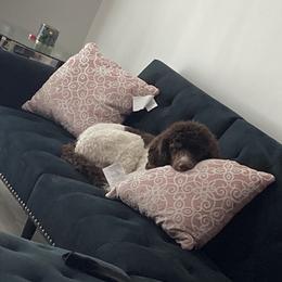 Poodles from Paw Perfect Pups LLC
