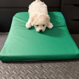 Bichon Frise Puppies from Amori's Royal Bichons