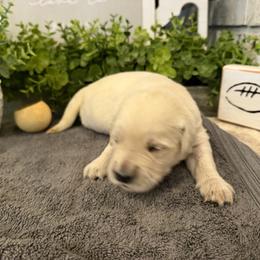 Falcon - Light golden female Golden Retriever puppy in Liberal, Missouri from Good Life Goldens