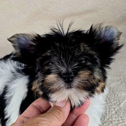 Yorkshire Terrier Puppies from Pixieland Yorkshire Terriers