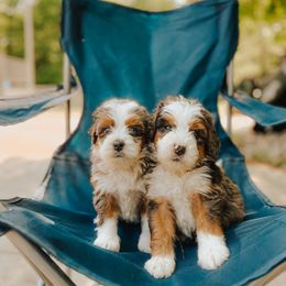 Bernedoodle Puppies from Pawsh Bernedoodles