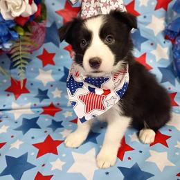Border Collie Puppies from Stag Valley Homestead