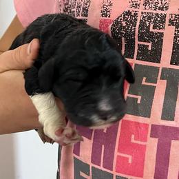 Black Girl 6 - Black female Pyredoodle puppy in Prescott, Washington from Washington Pyredoodles