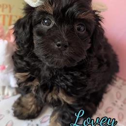 Goldendoodle and Shihpoo Puppies from Bellady's Shihpoos