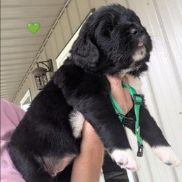 Newfoundland Female 4 - Black female Newfoundland puppy in Burfordville, Missouri from Umfleet Farms